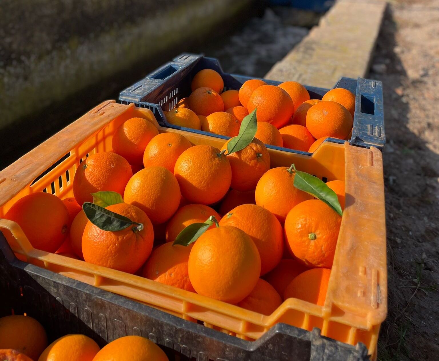 suministro de naranjas para hostelería